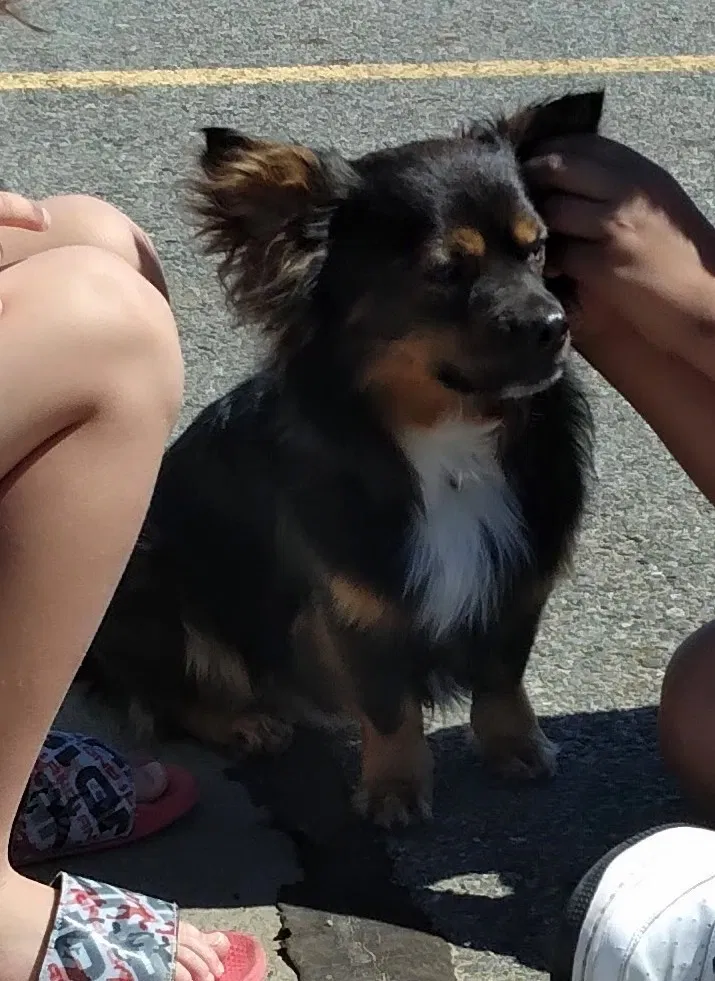 Lost dog in Seattle, WA, 98134