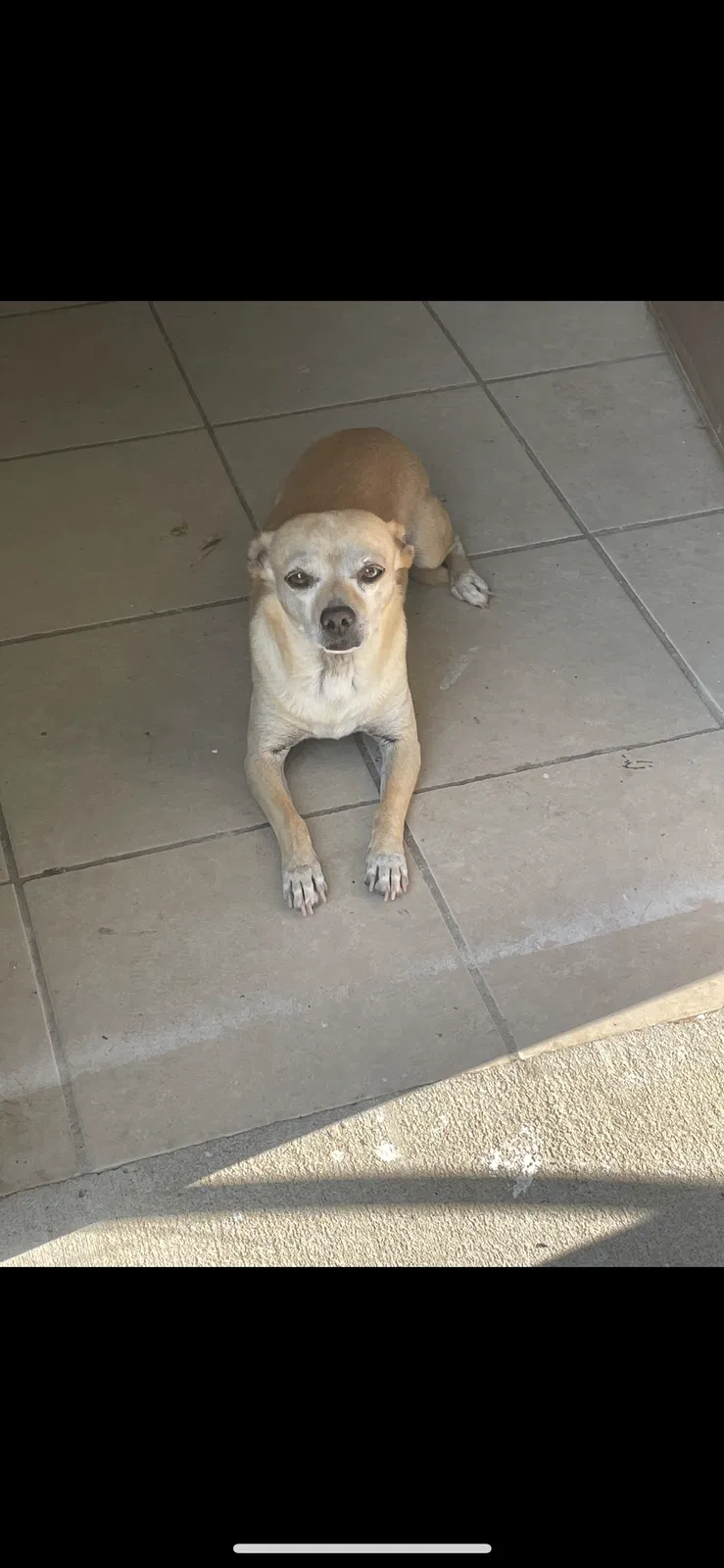 Lost dog in Wichita, KS, 67218