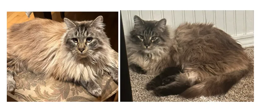 Lost cat in Sylmar, CA, 91342