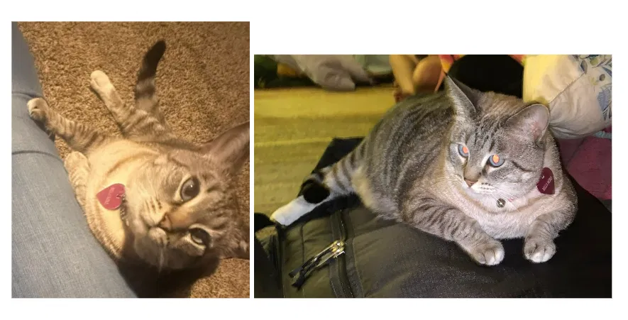 Lost cat in Sylmar, CA, 91342