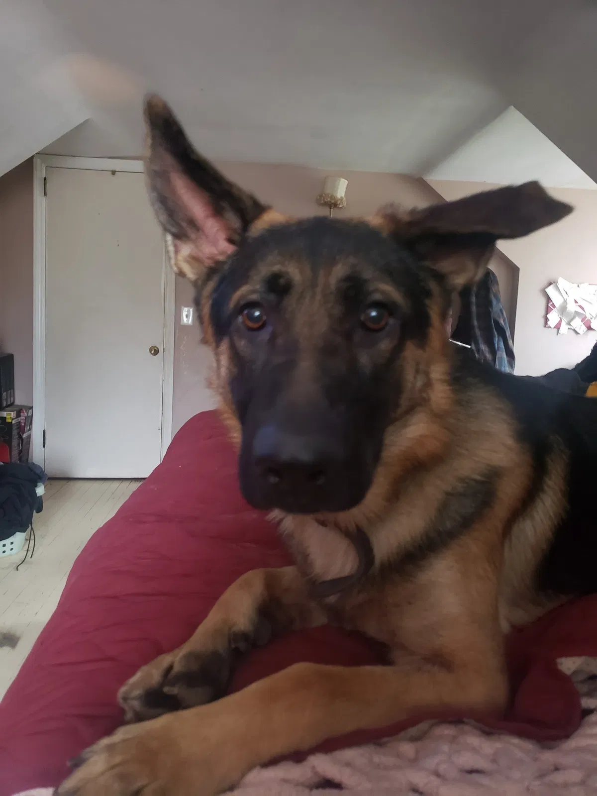 Lost dog in Hatillo, PR, 659