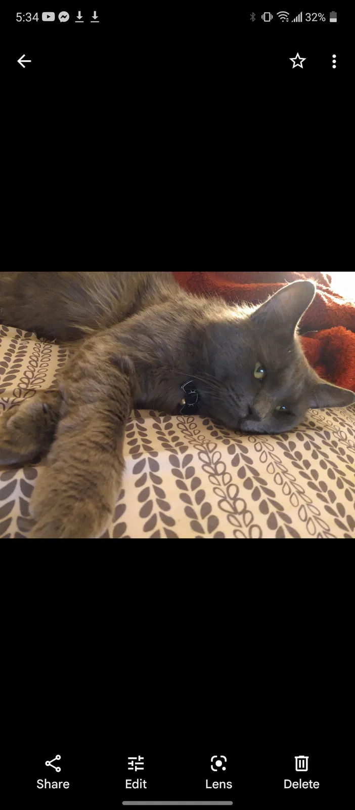 Lost cat in Loveland, CO, 80538