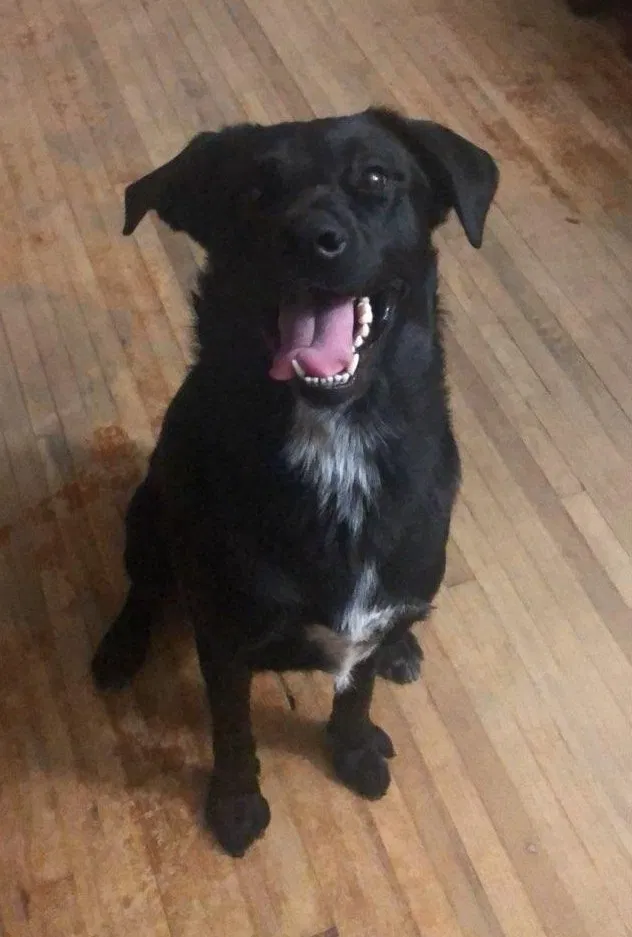 Lost dog in Wichita, KS, 67211