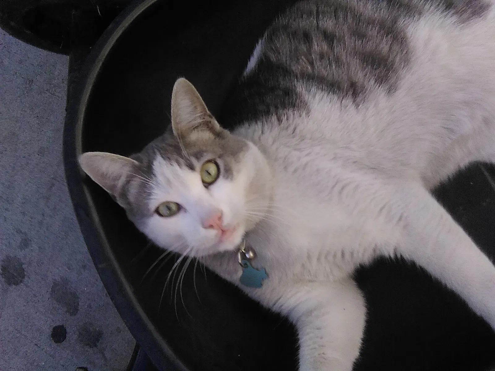 Lost cat in Long Beach, CA, 90813