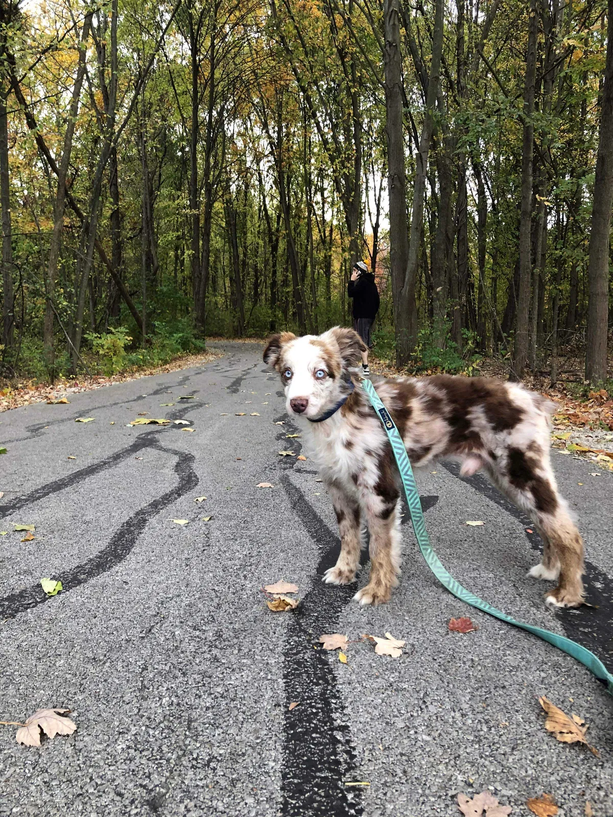 Lost dog in Toledo, OH, 43613