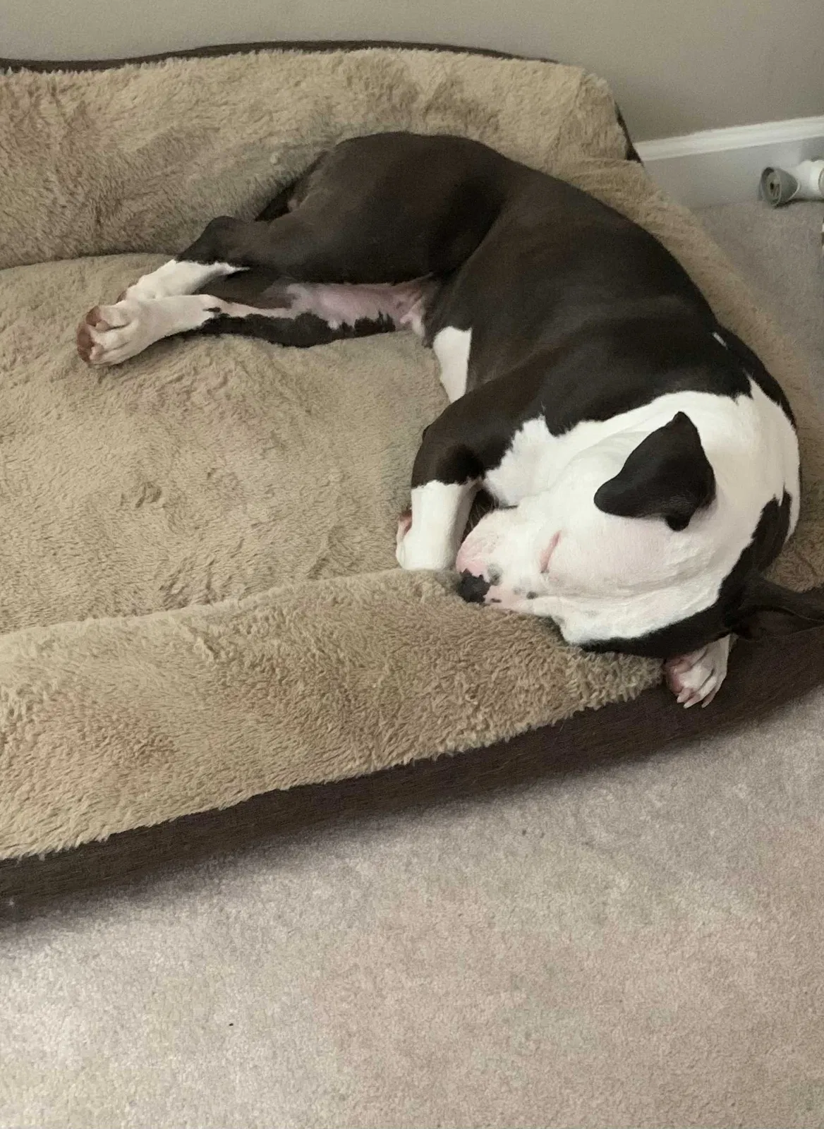 Lost dog in Burnsville, MN, 55306