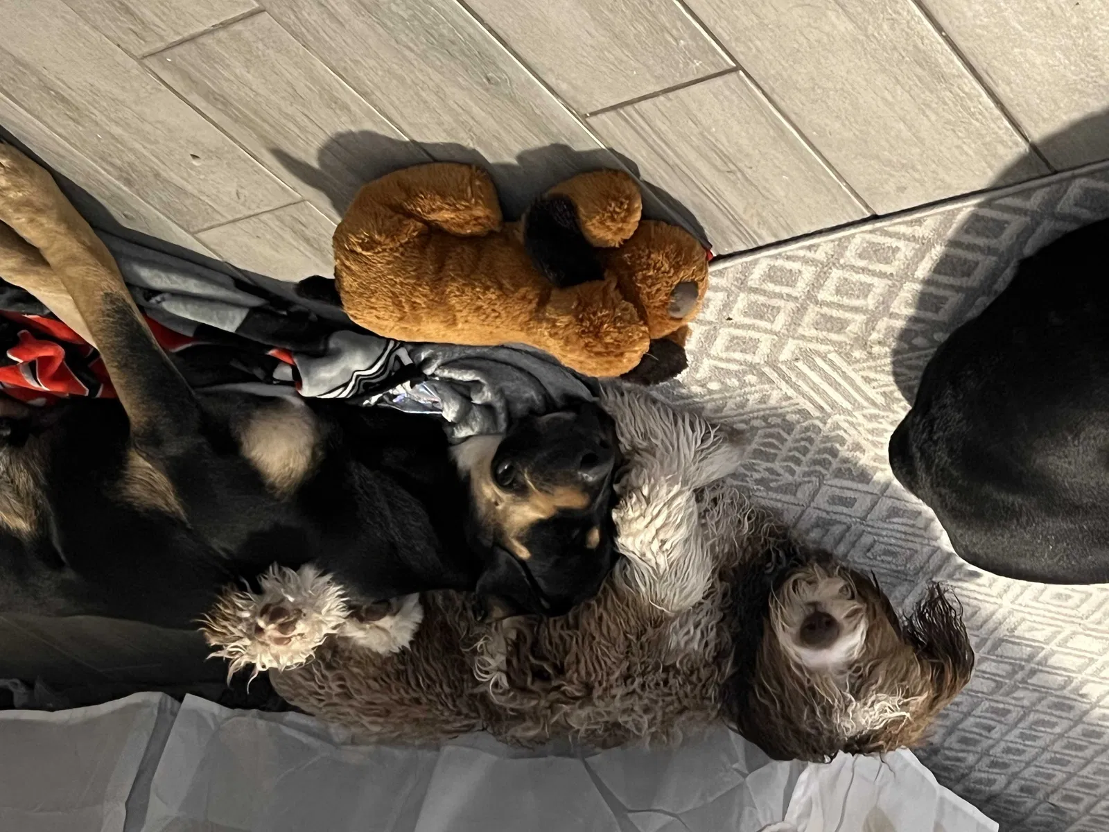 Lost dog in Spring, TX, 77380