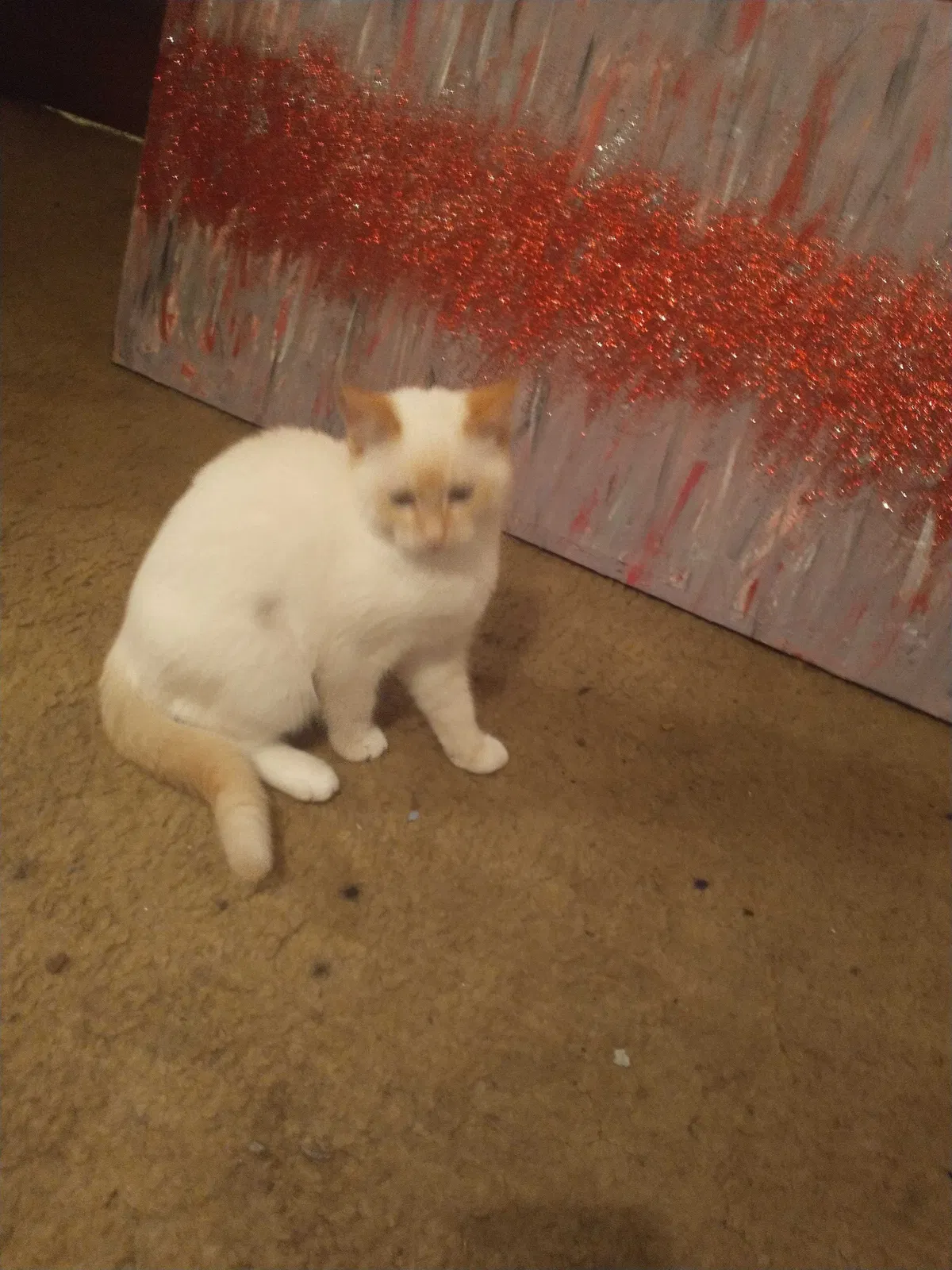 Lost cat in Rex, GA, 30273
