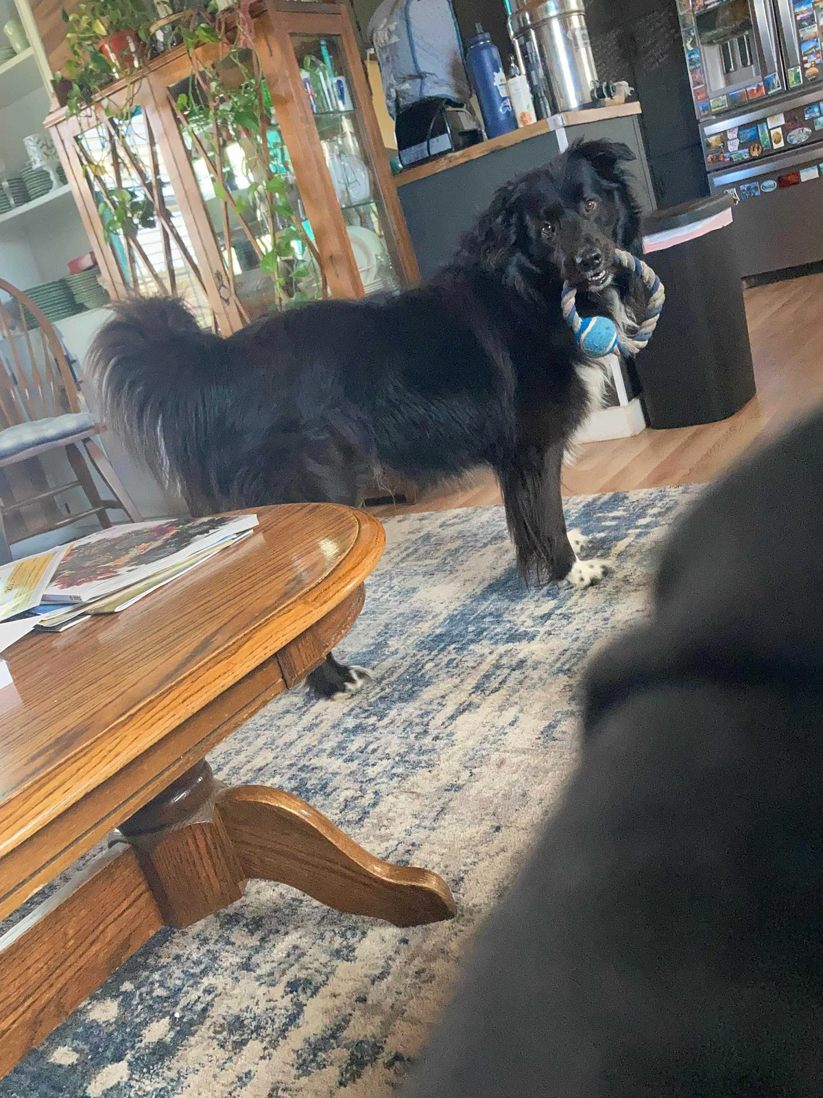 Lost dog in Willow Springs, MO, 65793