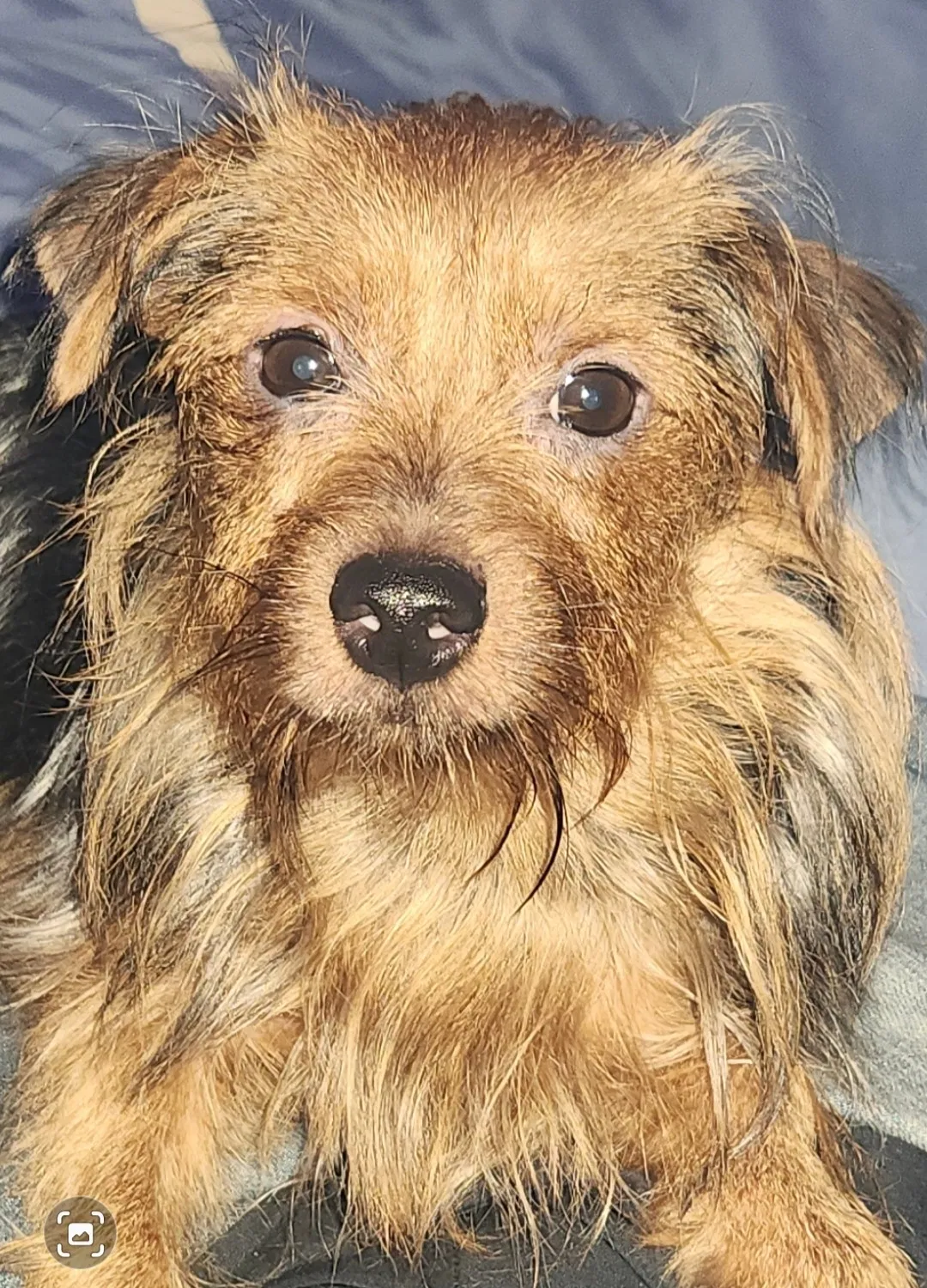 Lost dog in Grand Prairie, TX, 75052