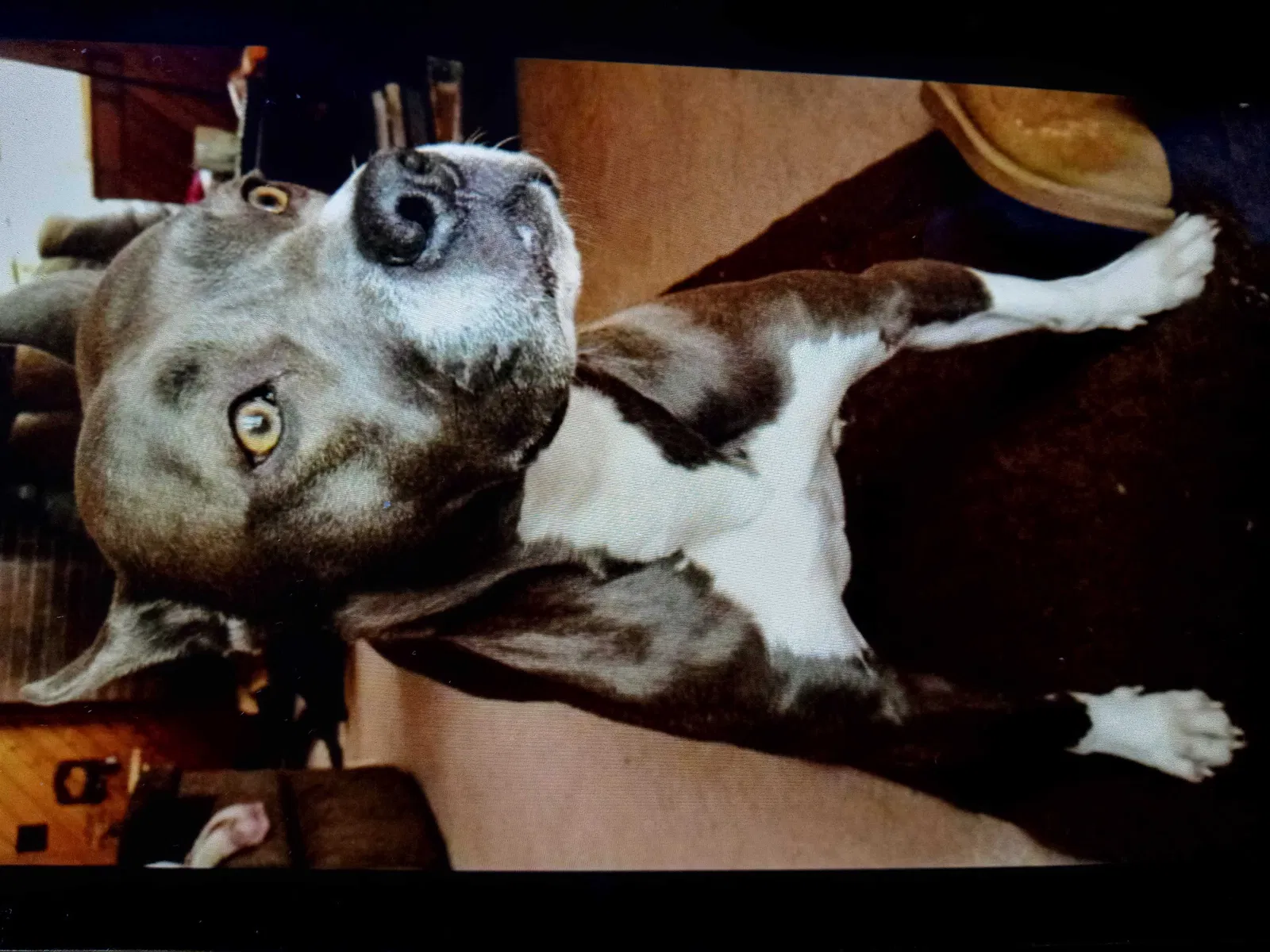 Lost dog in Prudenville, MI, 48651