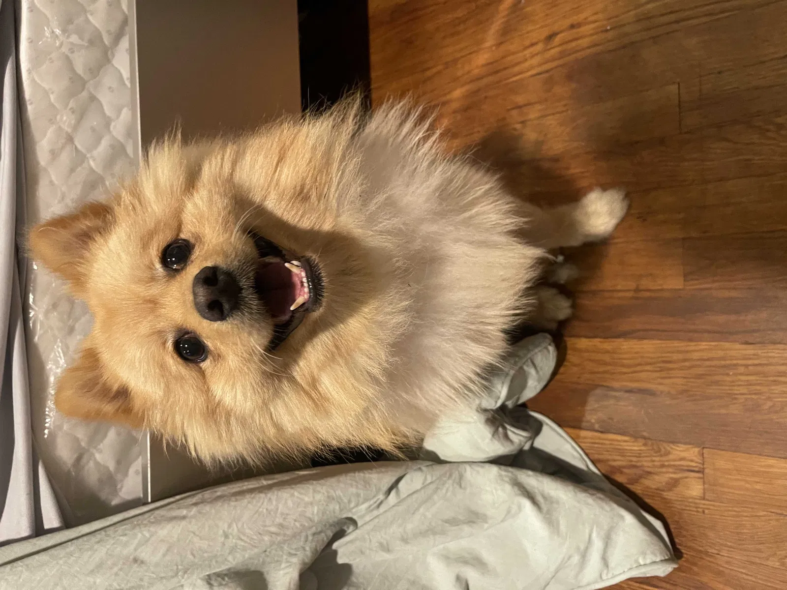 Lost dog in Downey, CA, 90240
