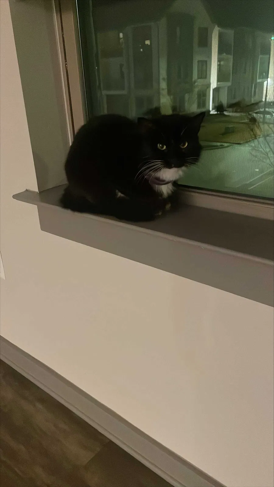 Lost cat in Durham, NC, 27707