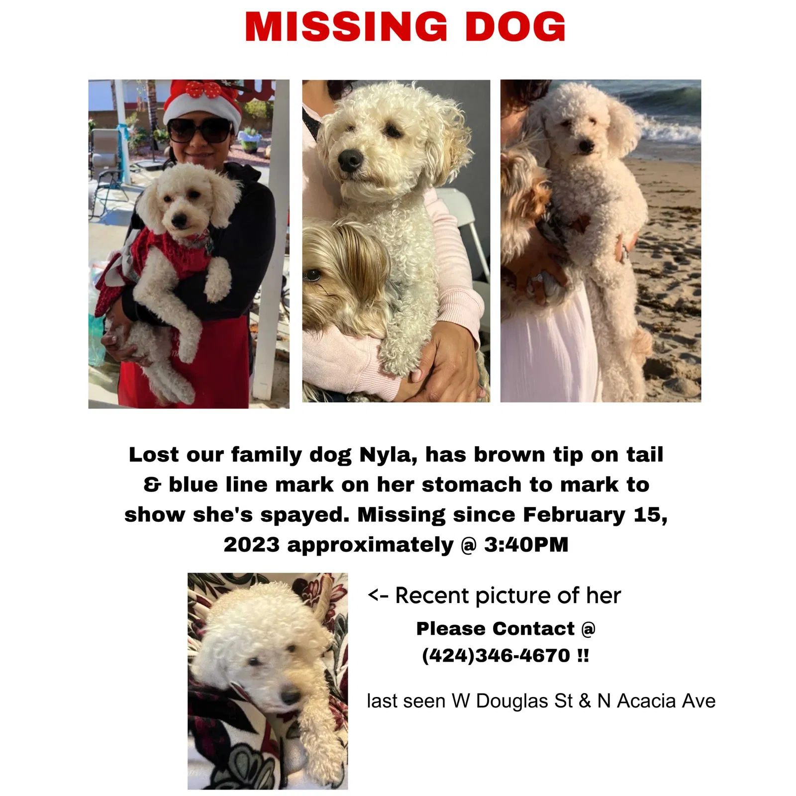 Lost dog in Compton, CA, 90222