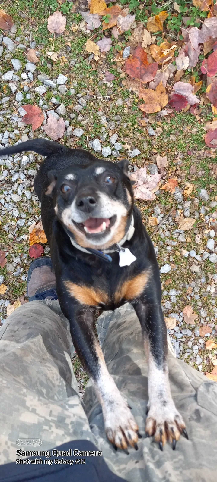 Lost dog in Clarksville, TN, 37040