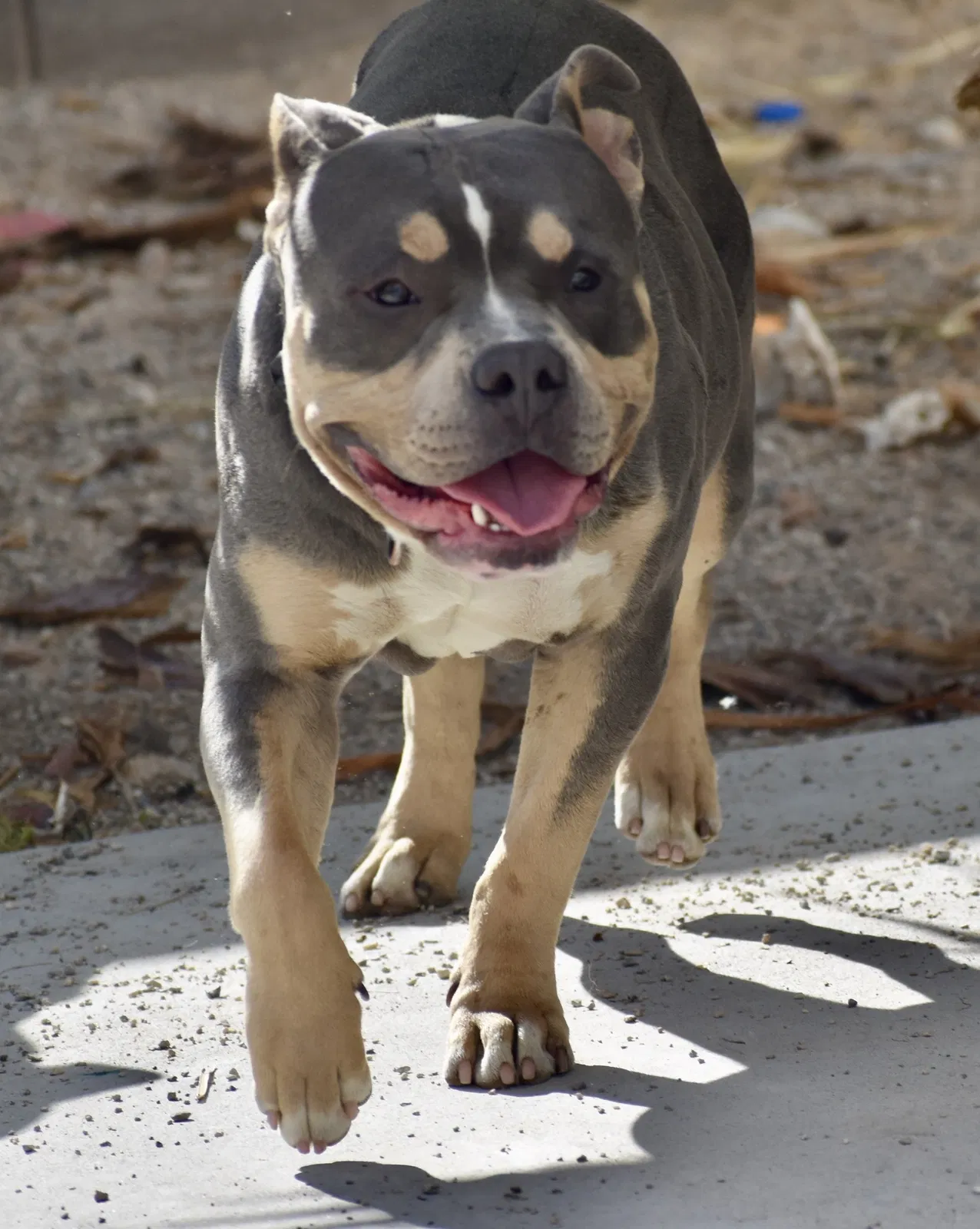 Lost dog in Las Vegas, NV, 89128