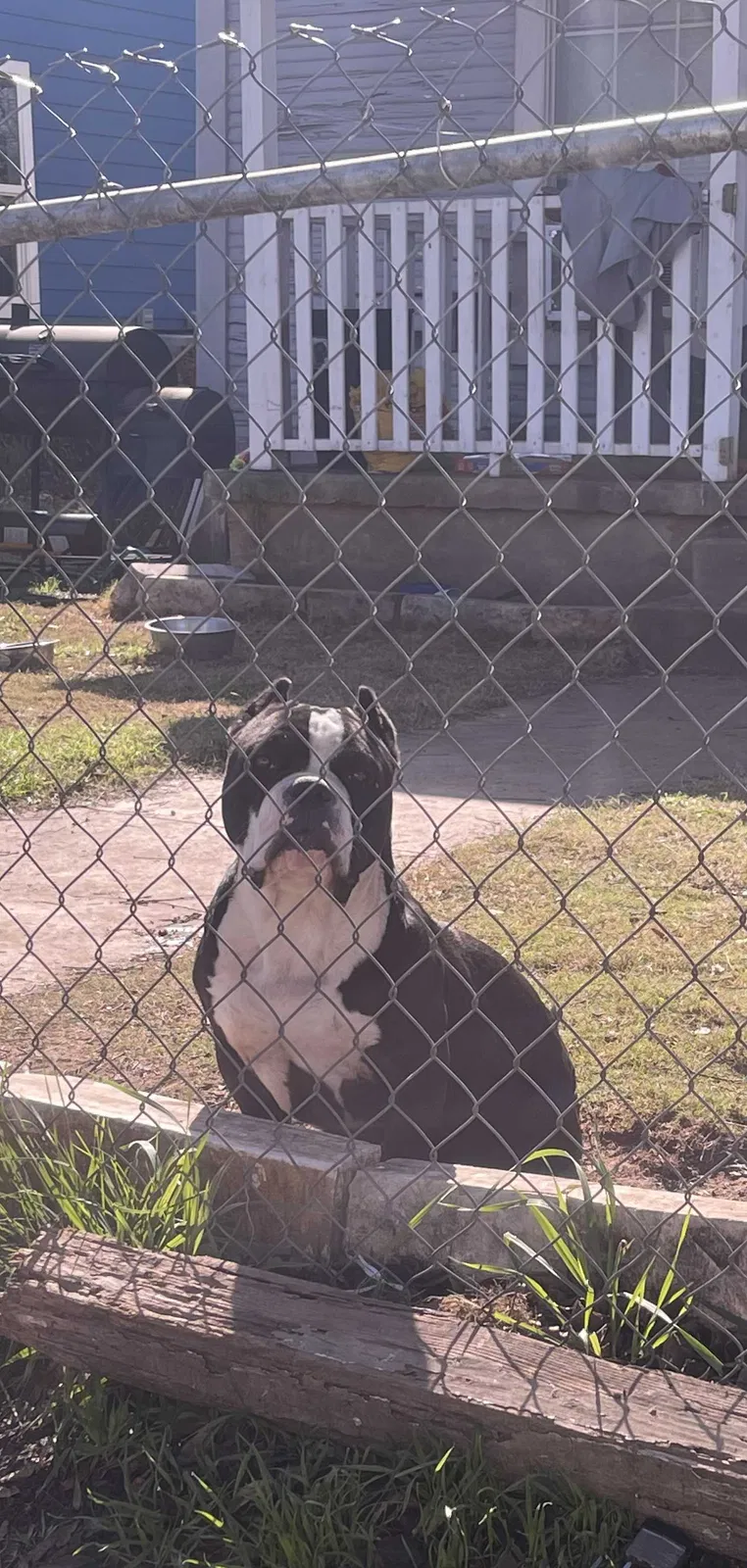 Lost dog in San Antonio, TX, 78210