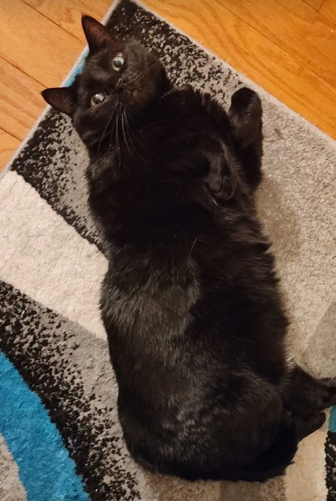 Lost cat in Cocoa, FL, 32927