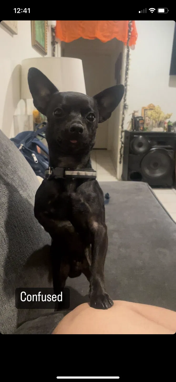 Lost dog in Houston, TX, 77092