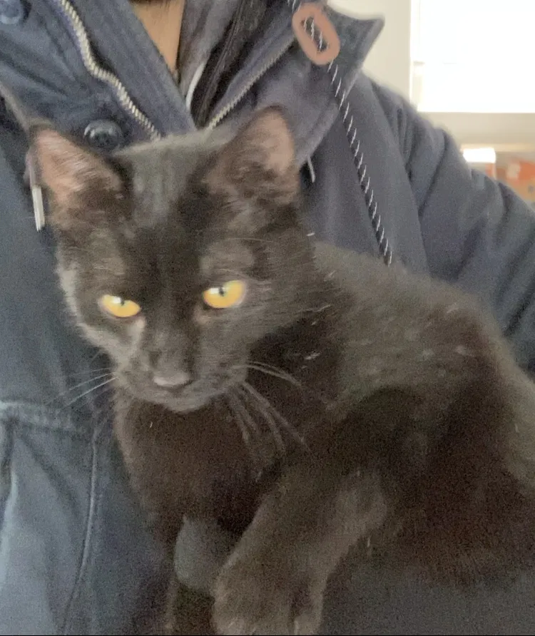 Lost cat in Cincinnati, OH, 45227