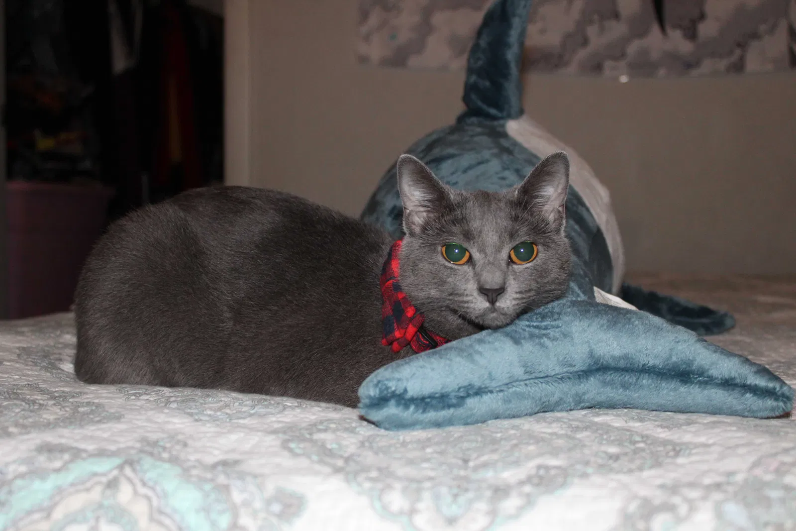 Lost cat in Atlanta, GA, 30328