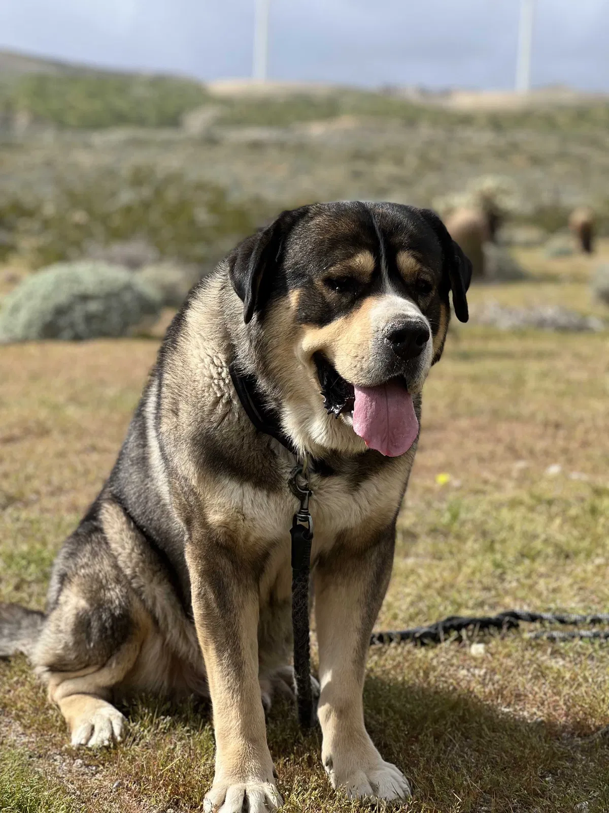 Lost dog in Whitewater, CA, 92282