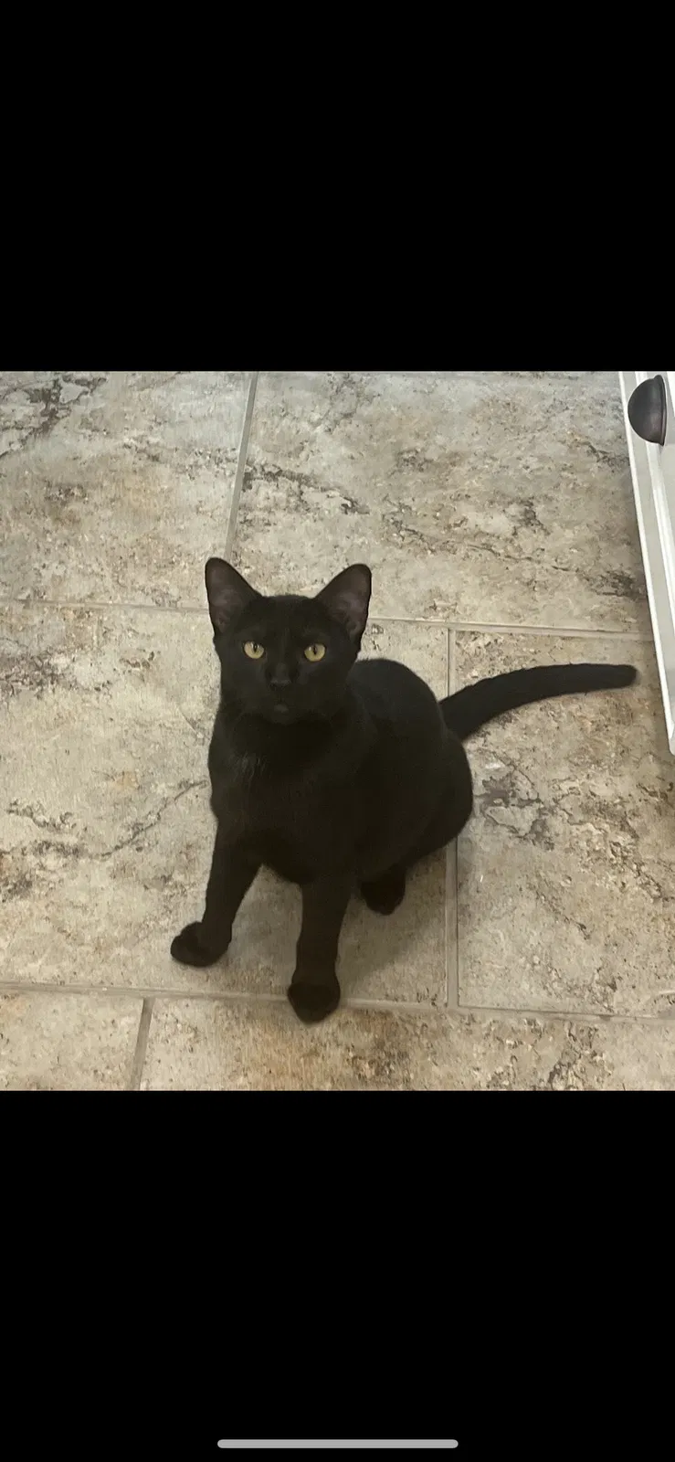 Lost cat in Lake Charles, LA, 70611