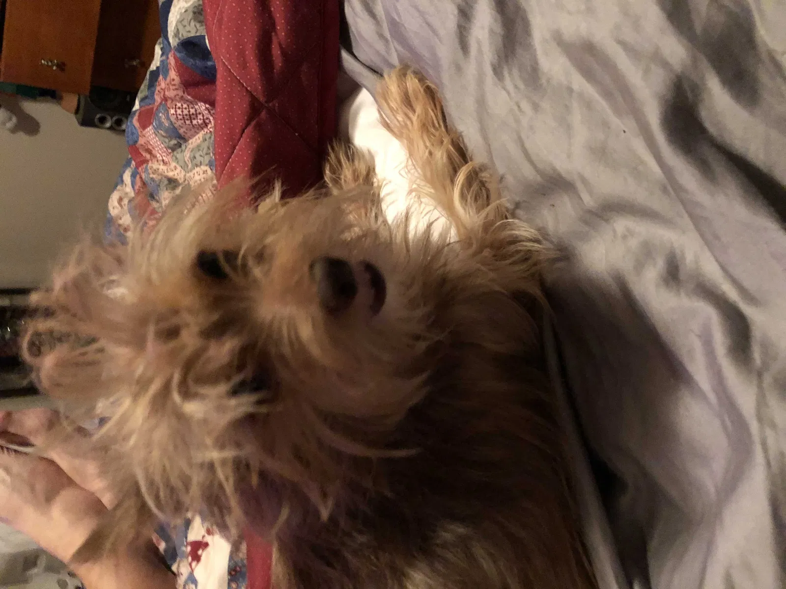 Lost dog in Yukon, OK, 73099