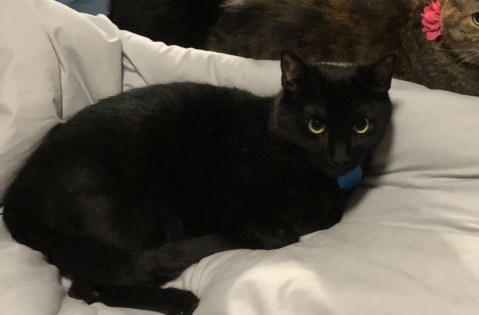 Lost cat in Lake Mary, FL, 32746