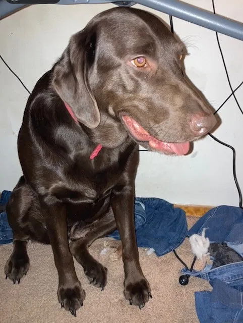 Lost dog in Saint Louis, MO, 63109