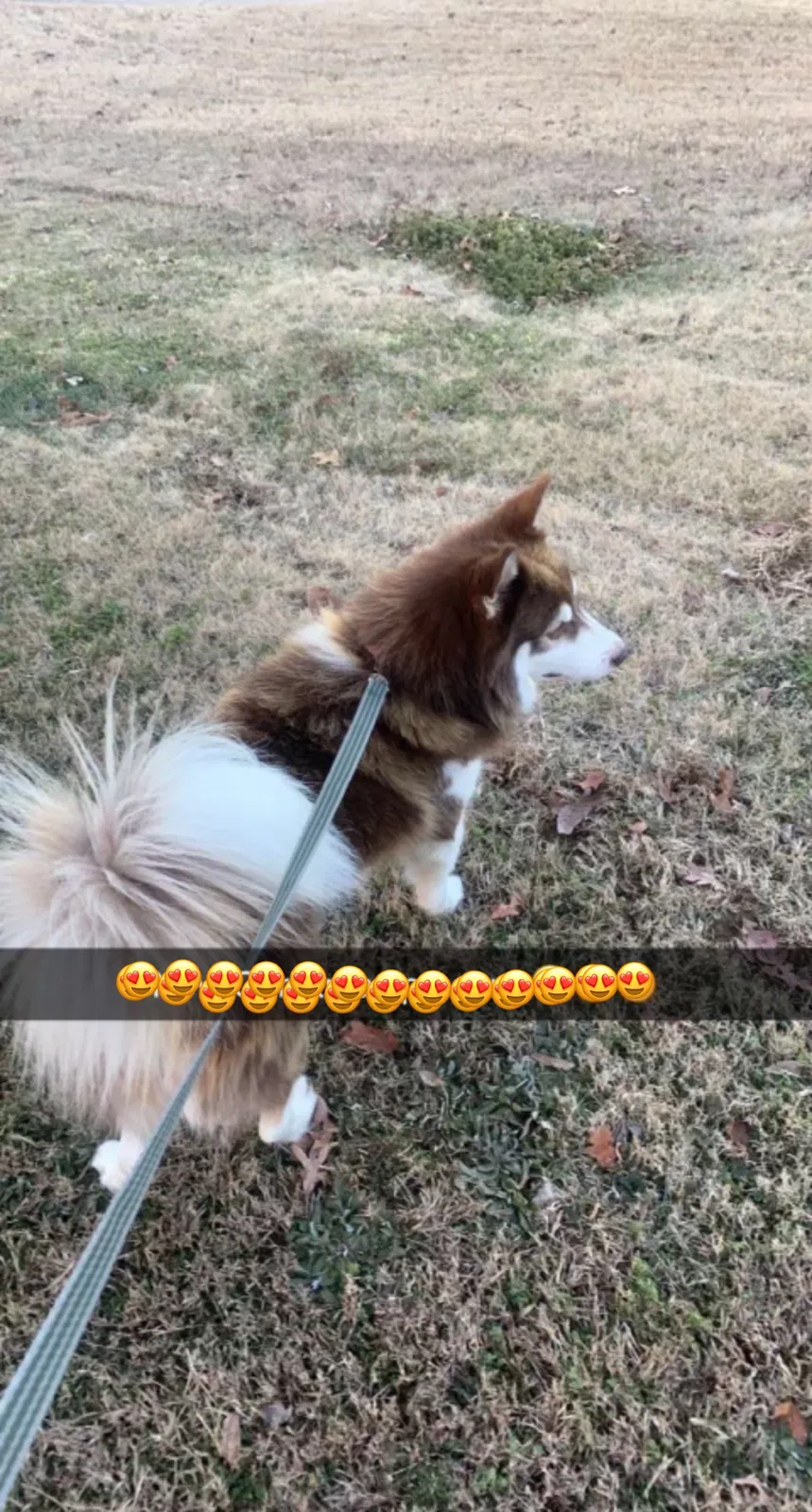 Lost dog in Adamsville, AL, 35005