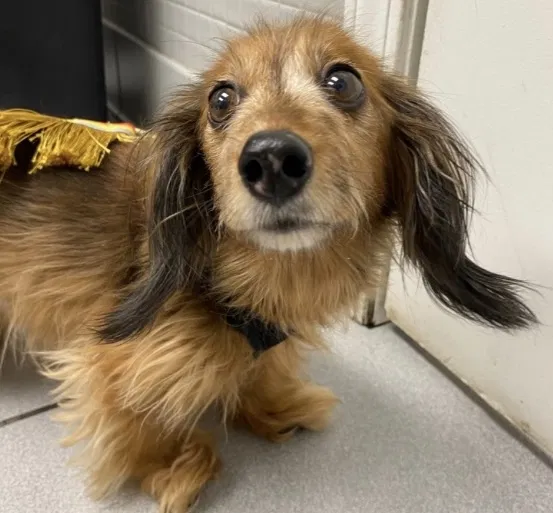 Lost dog in Lansing, MI, 48906