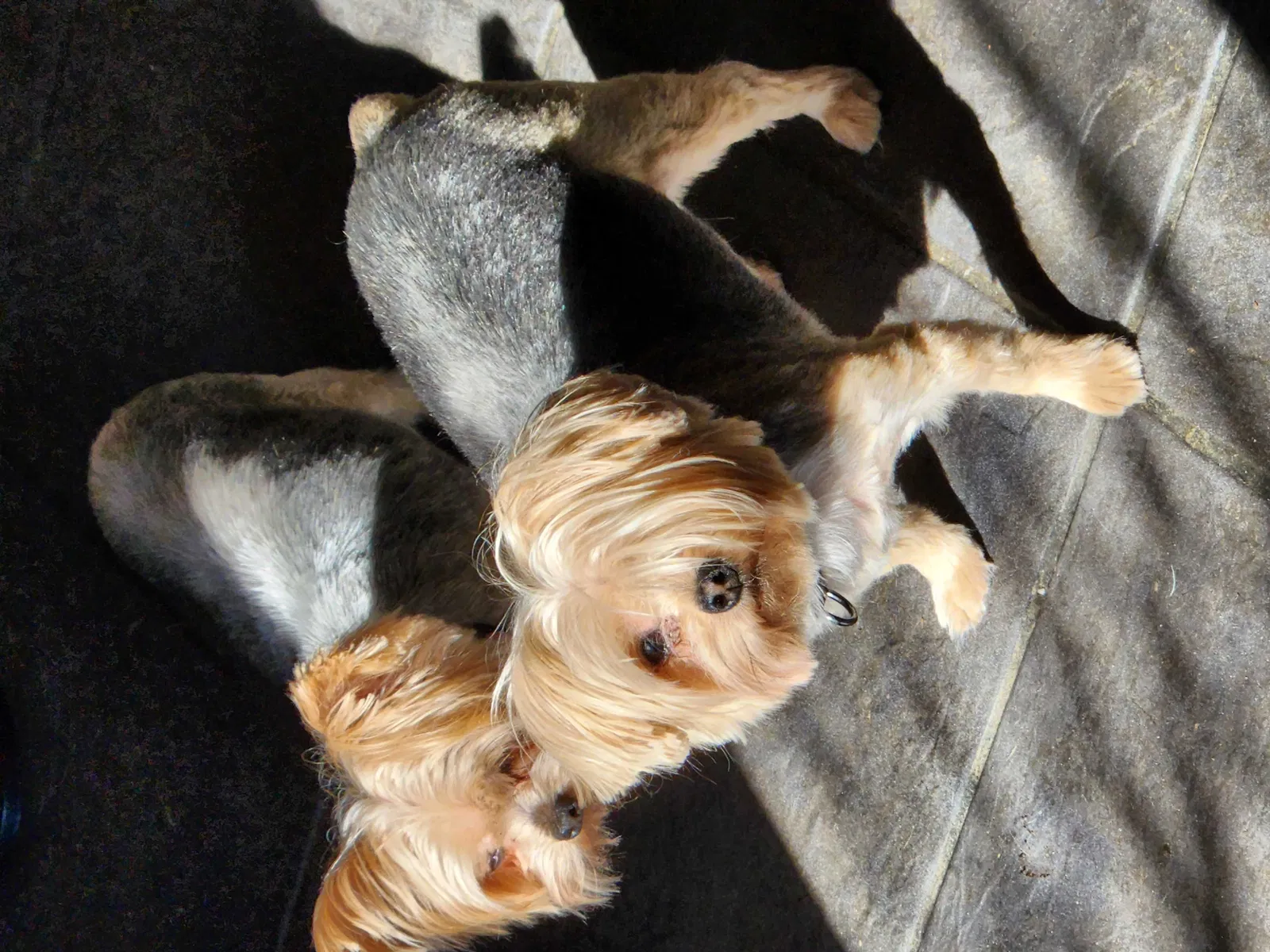 Lost dog in Smyrna, TN, 37167