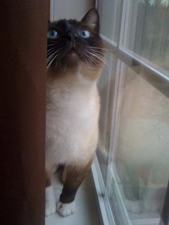 Lost cat in Houston, TX, 77066