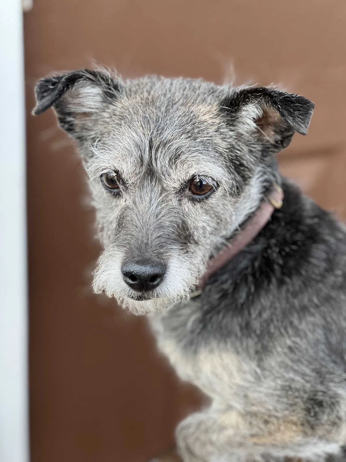 Lost dog in Nashville, TN, 37221