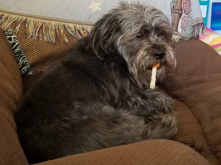 Lost dog in Riverbank, CA, 95367