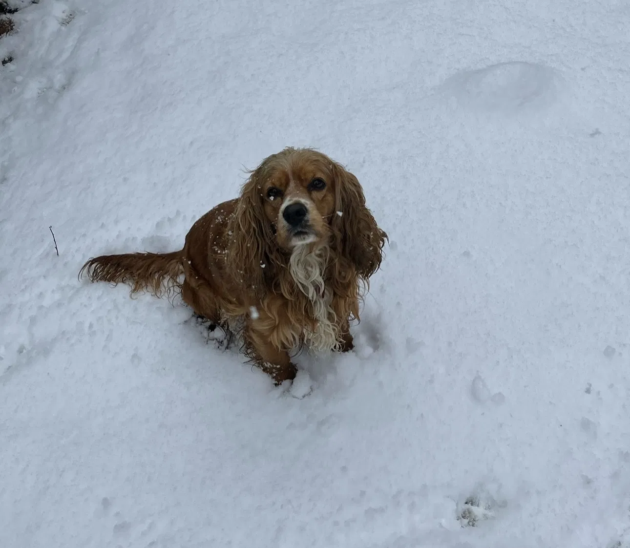 Lost dog in San Antonio, TX, 78216