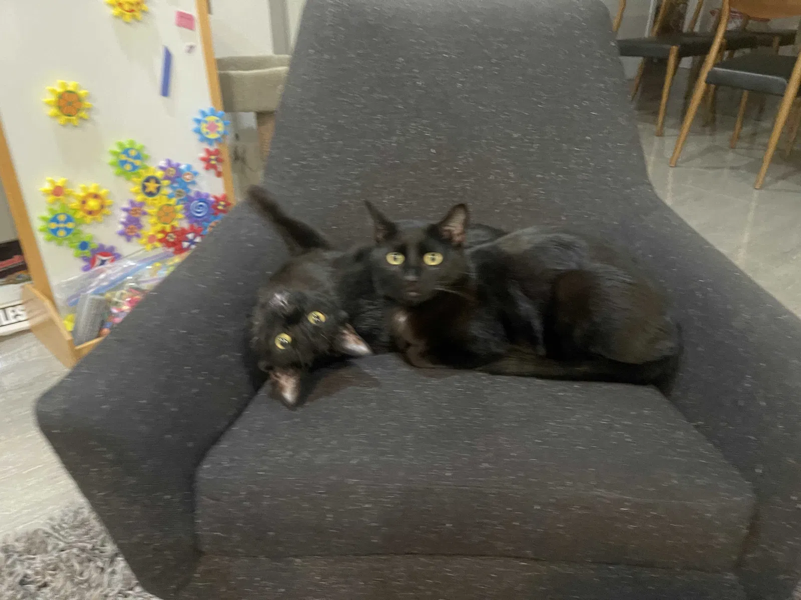 Lost cat in Henderson, NV, 89012