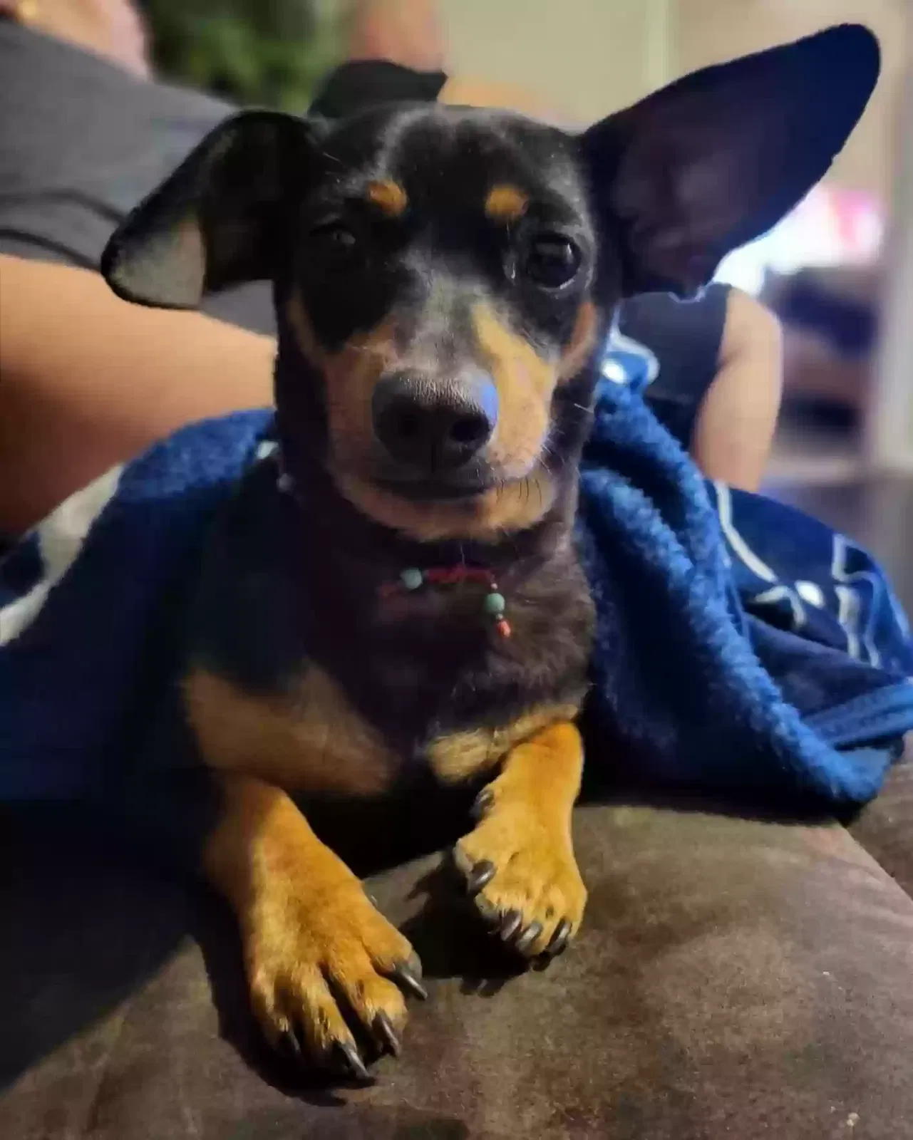 Lost dog in San Antonio, TX, 78237