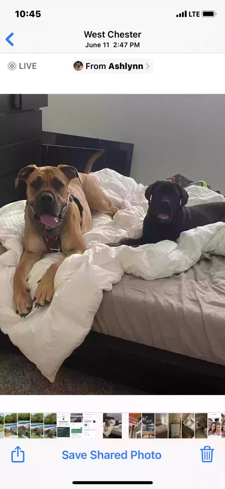 Lost dog in Unknown, OH, 45022
