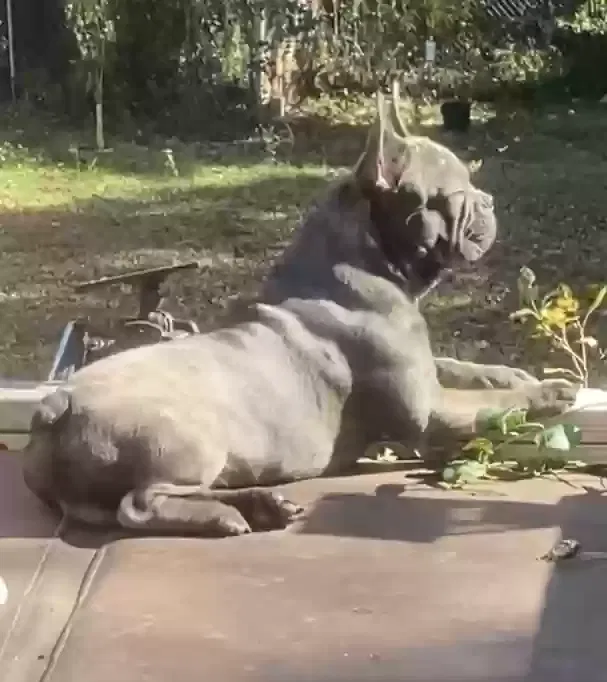 Lost dog in Macon, GA, 31204