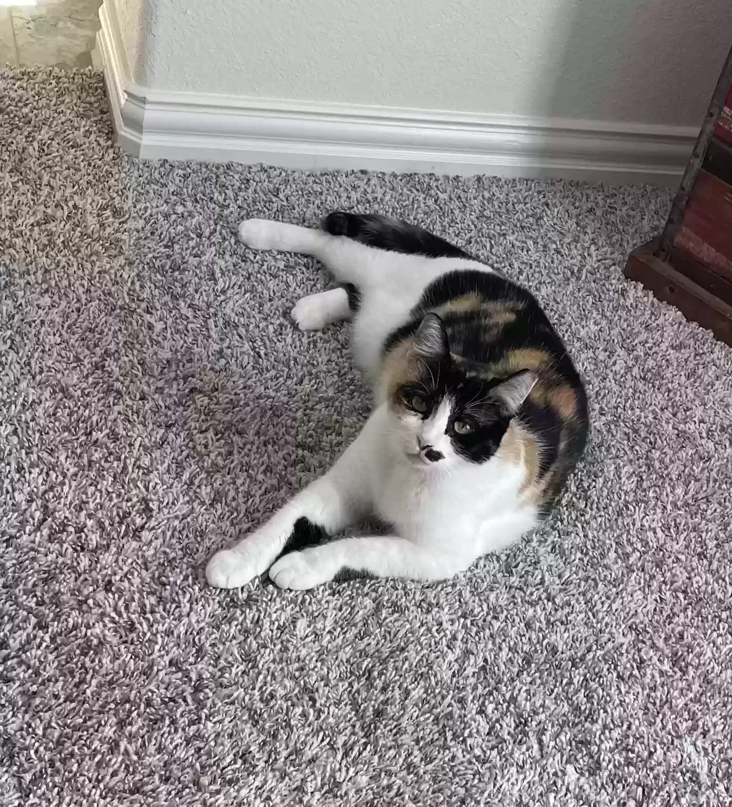 Lost cat in Burleson, TX, 76028