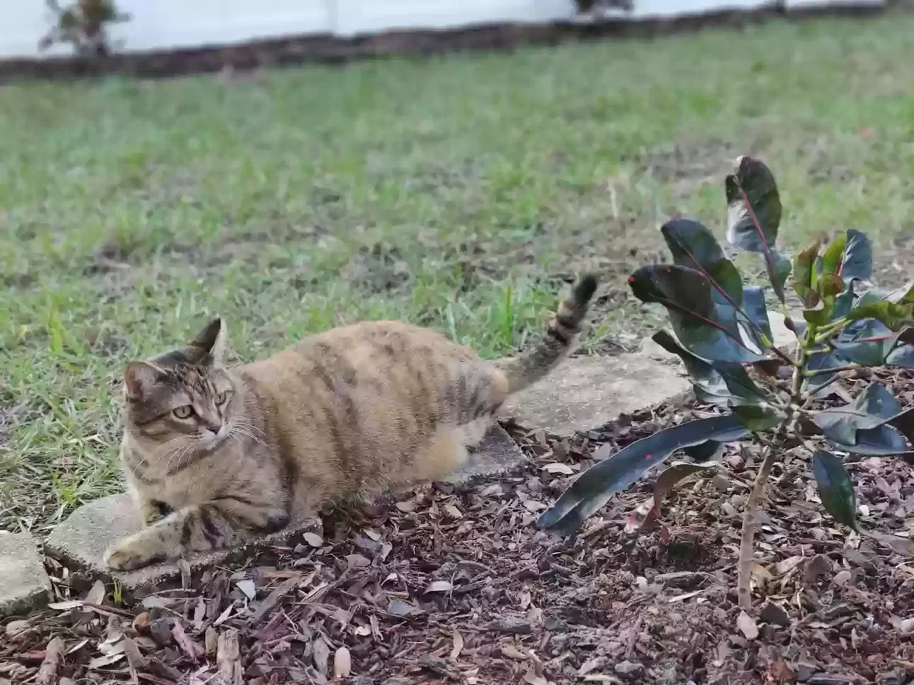 Lost cat in Palm Harbor, FL, 34683