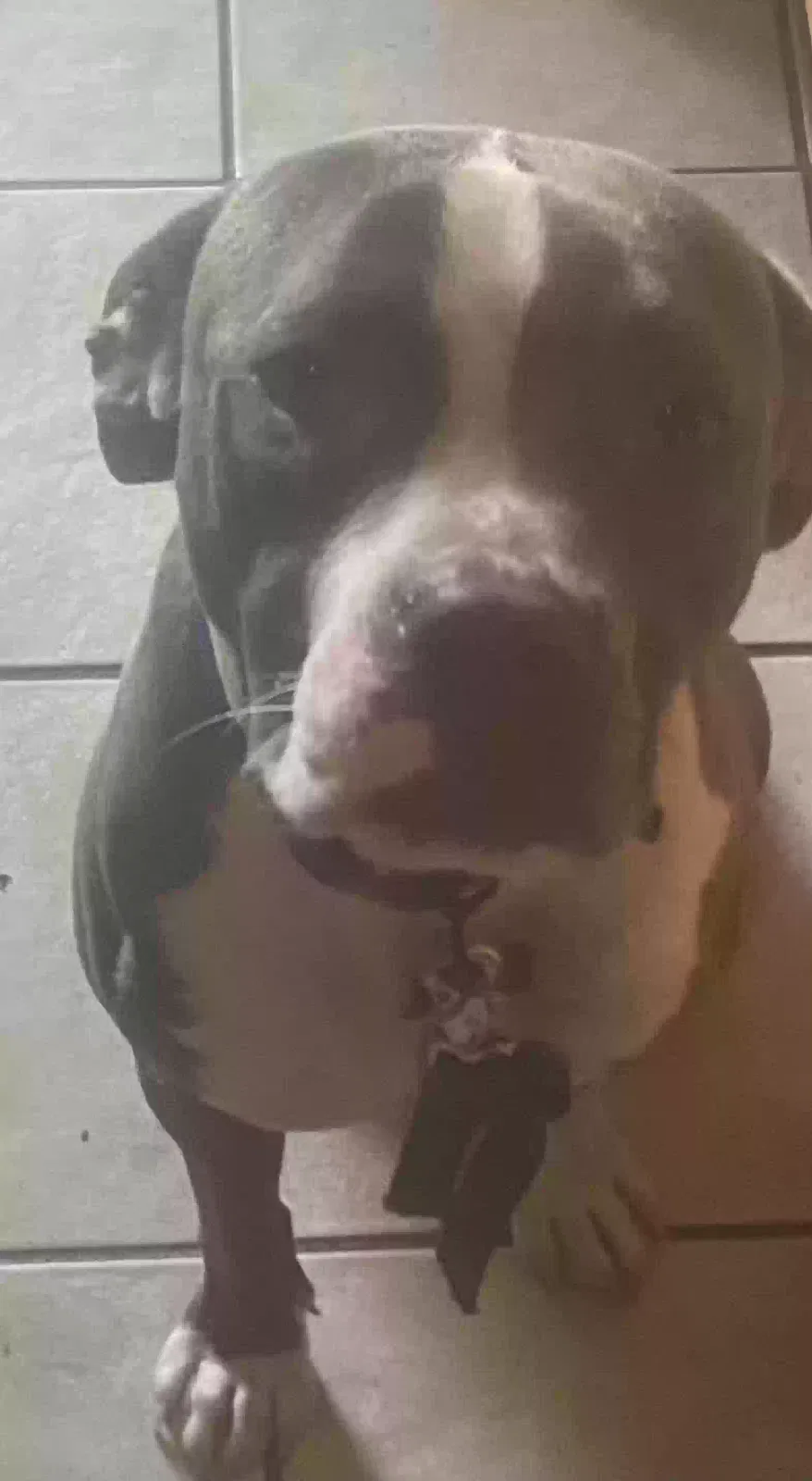 Lost dog in Memphis, TN, 38126