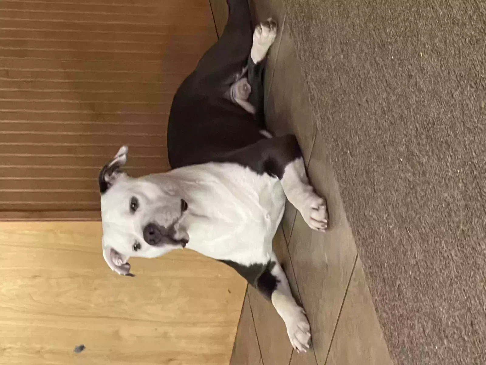 Lost dog in Gordon, GA, 31031