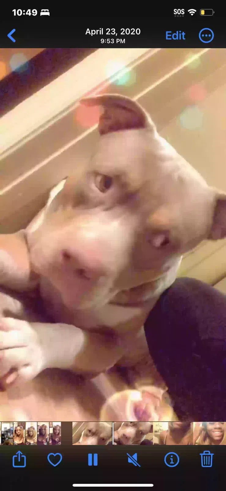 Lost dog in Little Rock, AR, 72204
