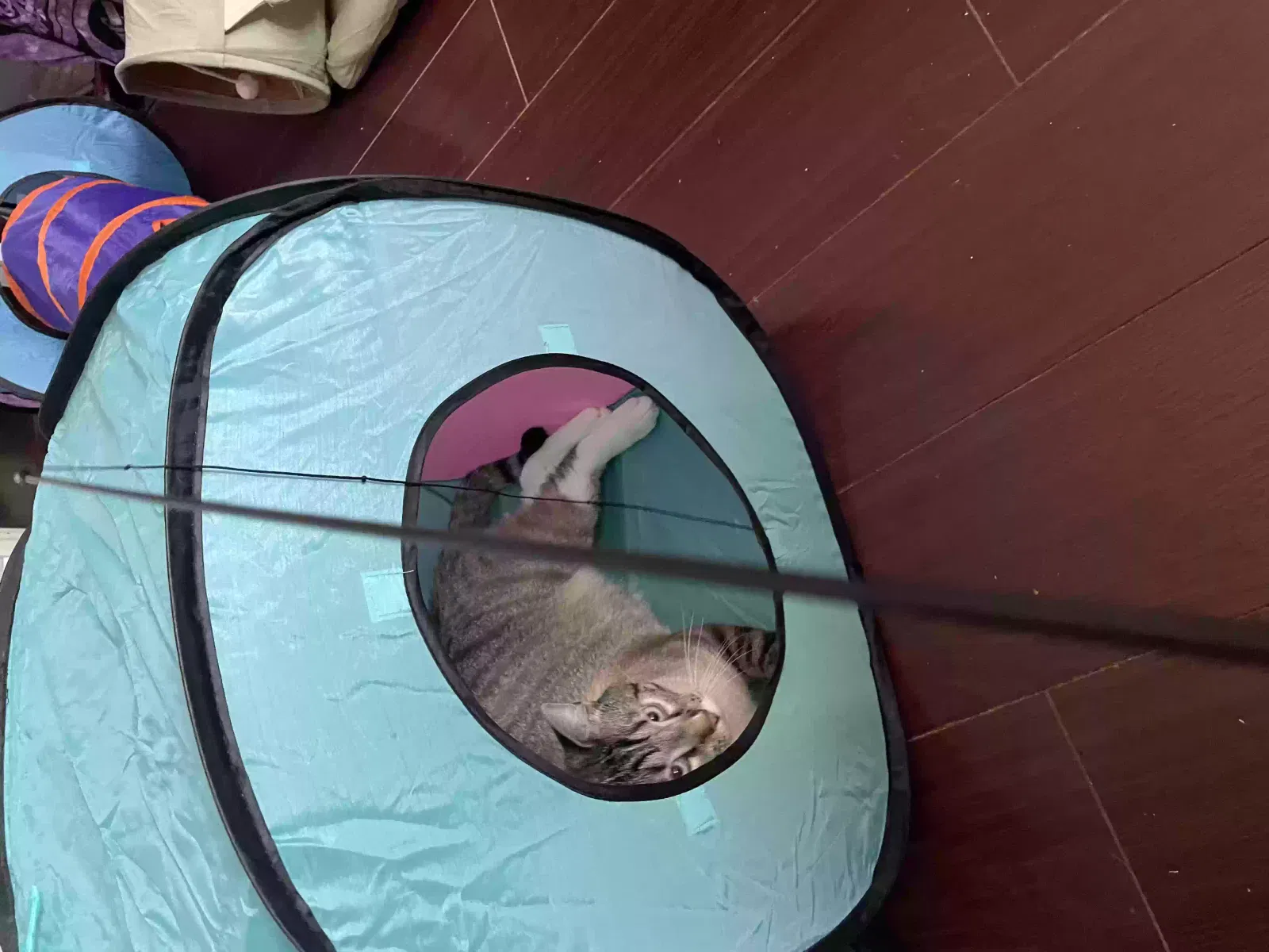 Lost cat in Redwood City, CA, 94063