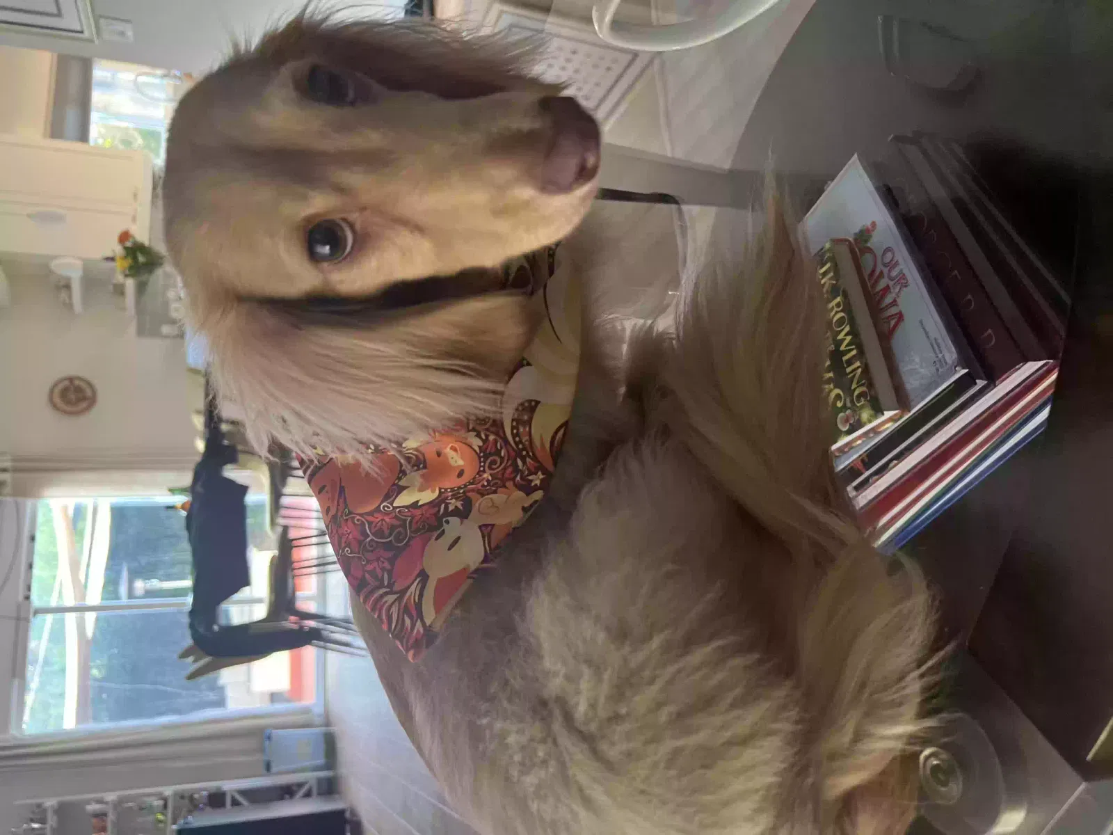 Lost dog in San Diego, CA, 92104