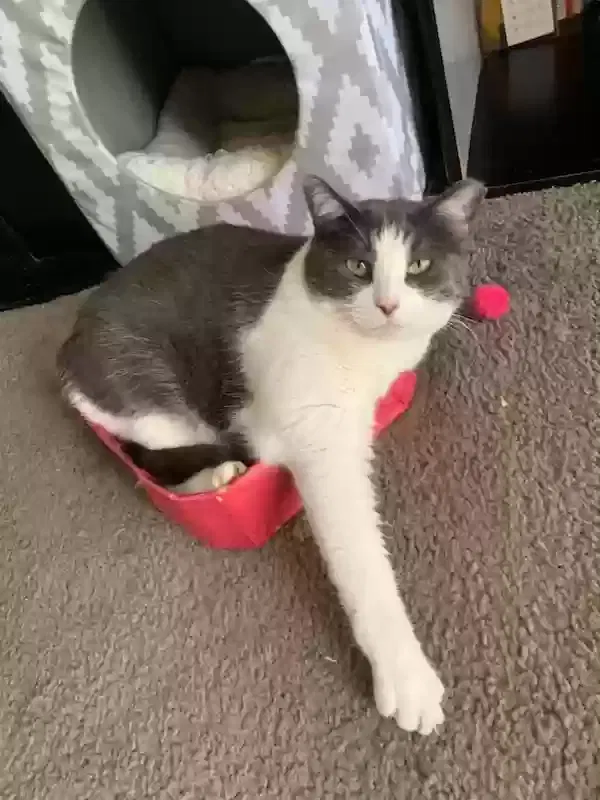 Lost cat in Austin, TX, 78745