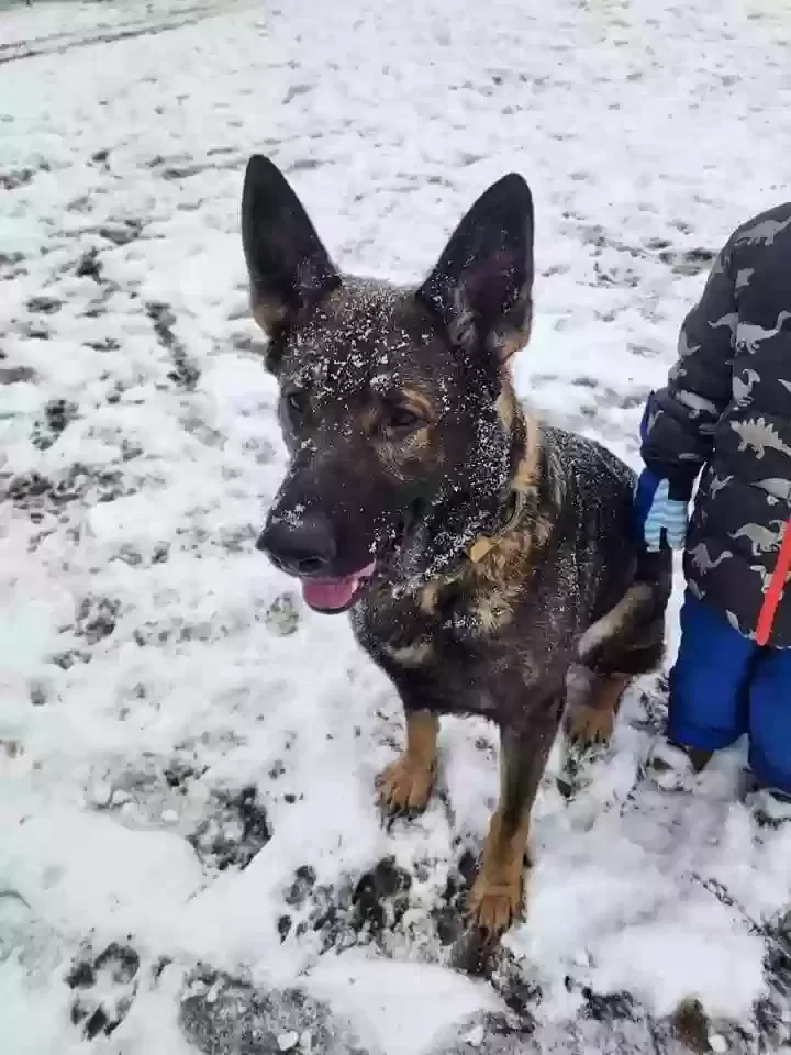 Lost dog in Uniontown, PA, 15401